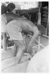 Men tying out pigs for taualea, feasting shelter, ritual