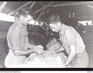 TOROKINA, BOUGAINVILLE, 1945-12-03. SERGEANT J. G. PORTER, INSTRUCTOR (1), EXPLAINING THE THEORY OF WOOL CLASSING TO GUNNER J. F. EGAN (2) AT THE TOROKINA REHABILITATION TRAINING CENTRE