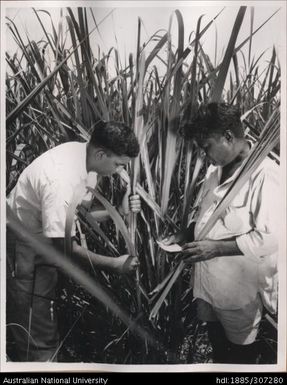 Inspecting cane varieties