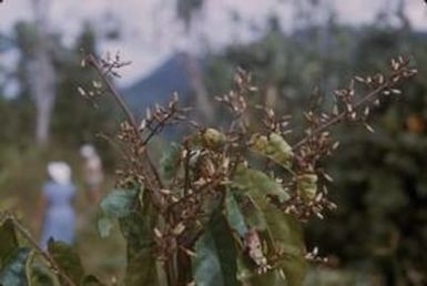 [Unidentified plant from Saruwaged Range, Papua New Guinea]