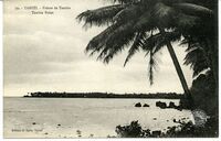 79. - Tahiti. - Pointe de Tautira