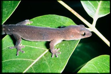 Gecko sp.