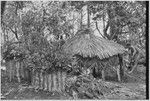 Pig festival, pig sacrifice, Kwiop: Wando's sacrifice house (r), and above-ground ovens for cooking sacrifices to ancestors