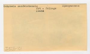 [Ochrosia sandwicensis in Hawaii, envelope IE03-101]