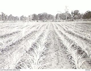 LAE, NEW GUINEA, 1945-12-24. TEN MONTHS OLD PINEAPPLES AT 4 INDEPENDENT FARM COMPANY