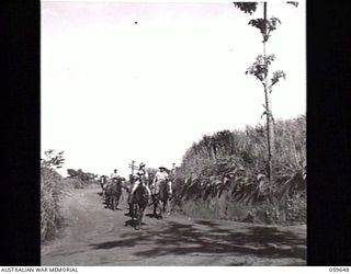 DONADABU, NEW GUINEA. 1943-11-08. A TRAIN OF THE 1ST AUSTRALIAN PACK TRANSPORT COMPANY, MOVING ALONG THE ROUNA FALLS ROAD. PACK HORSES ARE USED TO SUPPLY TROOPS IN THE VERY ROUGH MOUNTAINOUS ..