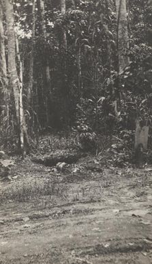 Road through the jungle between Kabakaul and Bita Paka, German New Guinea, 1914, 1