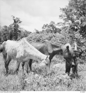 NEW GUINEA. KOKODA. HORSES WERE USED BY THE JAPANESE TO BRING SUPPLIES FROM BUNA TO KOKODA HERE ARE SHOWN HORSES IN SHOCKING CONDITION, THE SKIN RUBBED OFF THEIR BACKS THROUGH OVERWORK. (NEGATIVE ..