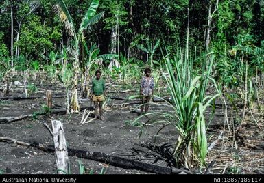 Garden, a banana garden at Deba village