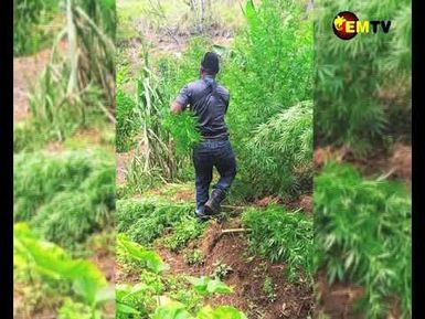 MARIJUANA UPROOTED IN KAGUA