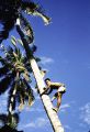 French Polynesia, man climbing palm tree