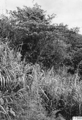 ["buske, sama, landskap, fotografi, photograph"]