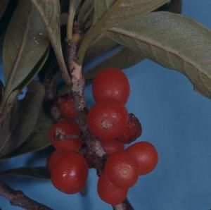 [Coprosma longifolia close-up from Konahuanui Peak, United States] BRIT-A-AR003-012-02-134