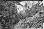 Pig festival, uprooting cordyline ritual, Tsembaga: at ritual gate, men decorate themselves