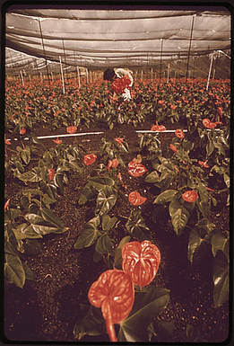 AT HAWAIIAN GREENHOUSE, INC, NEAR PAHOA, ANTHURIUMS GROW UNDER A SUN SCREEN. THIS AREA IS ENTIRELY AGRICULTURAL