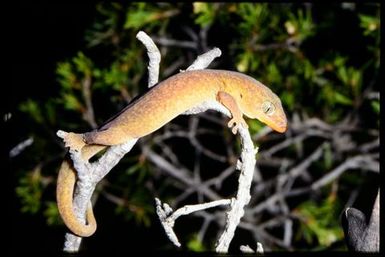 Gecko sp.