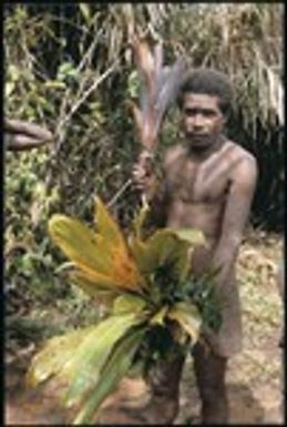 Maenaa'adi with red cordyline and other plants for ritual