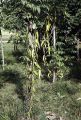 French Polynesia, vanilla bean vine growing on Moorea Island