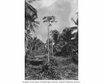 Papaya plant, previously unseen on the Islands in Bikini Atoll, summer 1949