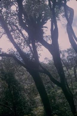 [Tree limbs in Wiliwilinui Ridge, United States]