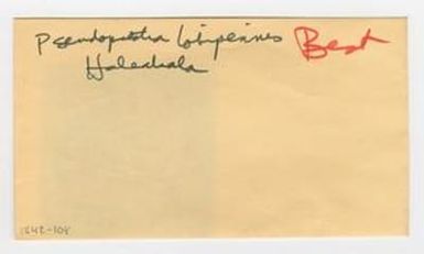 [Pseudopsestia lobipennis in Hawaii, envelope IE42-108]