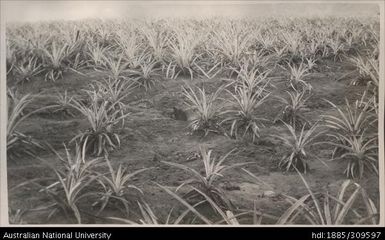 Erosion at Lega Lega