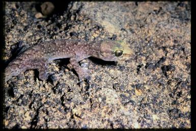 Gecko sp.