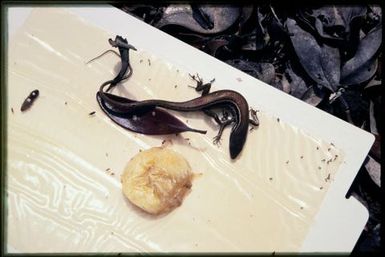 Skink caught in sticky trap