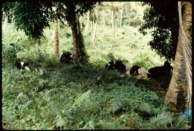 Cattle on Taveuni, 1971