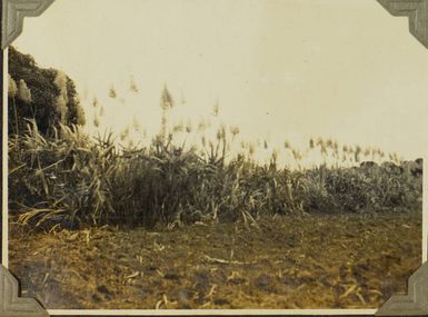 Sugar canes? at Lautoka, Fiji, 1928