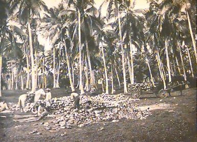 Cocoanut Plantation (Copra)