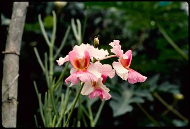 Mauve orchid, Fiji, 1971