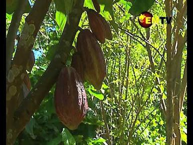 COCOA PRICE HIKE