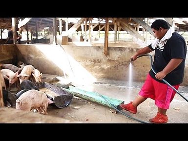 HIKI NŌ Episode #903 – Young Pig Farmer | Program