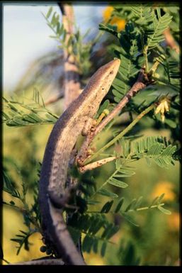 Skink sp.