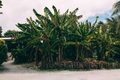 Banana trees, Atafu, Tokelau