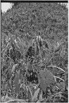 Gardening: woman with sugarcane and taro plants