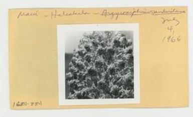 [Argyroxiphium sandwicense in Hawaii, envelope IE24-224]