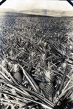 692a. Hawaii: field of Cayenne pineapples
