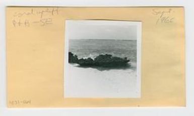 [Coral in Hawaii, envelope IE31-064]