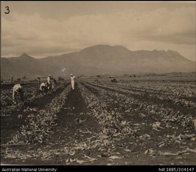 Triple row planting of crowns at Legalega