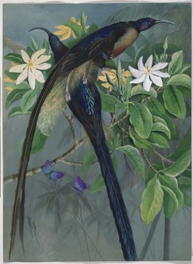 Brown sickle-bill bird-of-paradise (Epimachus meyeri) with Arhopala sp, Papua New Guinea, 1917 / Ellis Rowan