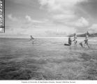 Scientists wading in reef around Namu Island to net poisoned fish, 1947