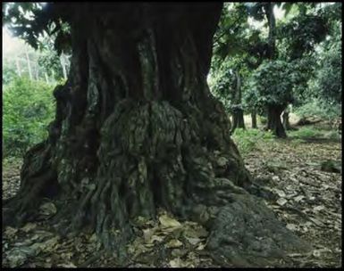 Tropical forest, Fiji, 1994 / Peter Dombrovskis