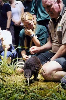 Kiwi mai i Te Ika-a-Māui