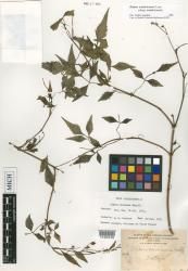 Bidens sandvicensis subsp. sandvicensis