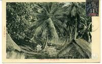 Tahiti. - Sur une plantation