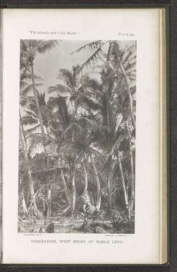 ["Gezicht op palmbomen op Ngele Levu", "Vegetation, west shore of Ngele Levu"]