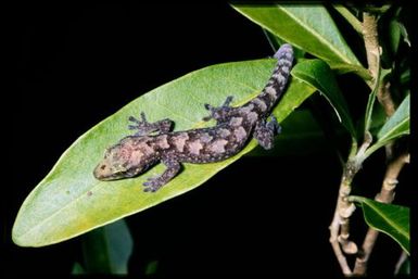 Gecko sp.
