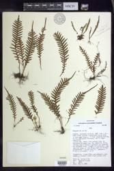 Adenophorus pinnatifidus